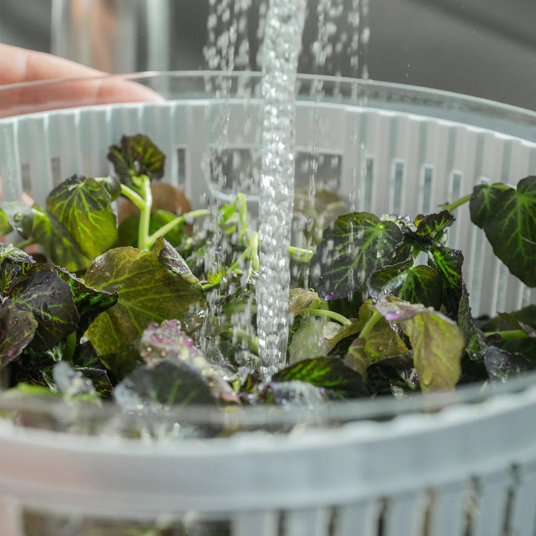 Conservador vegetales c/cesto 5.5L Clear fresh