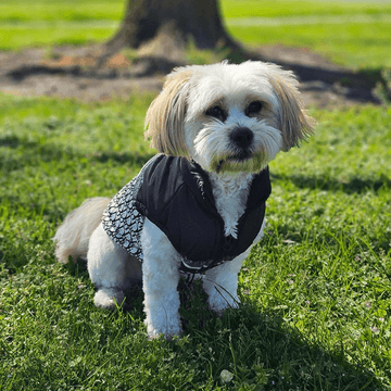 Ropa para mascotas, una muestra de amor y cuidado