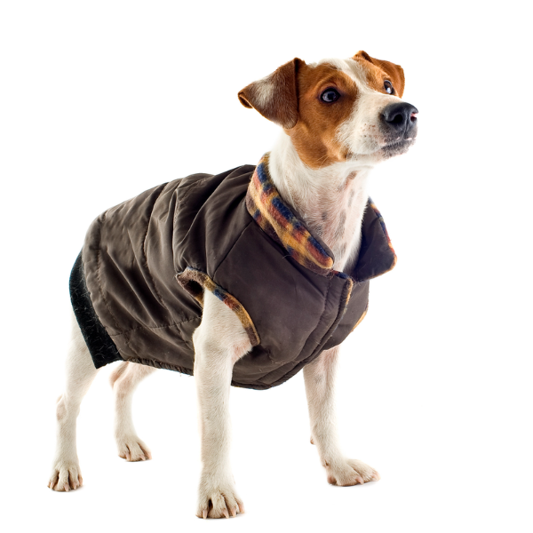 Ropa para mascotas, una muestra de amor y cuidado